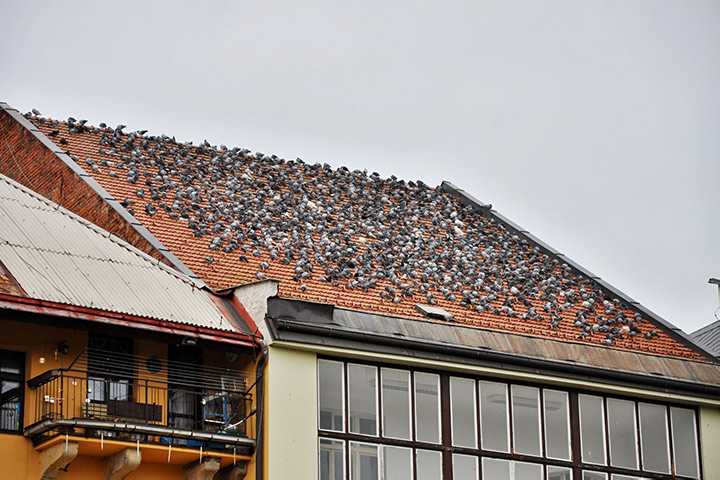 A2B Pest Control are able to install spikes to deter birds from roofs in North Sheen. 