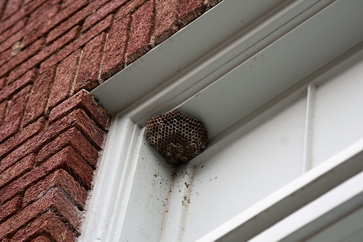 We provide a wasp nest removal service for domestic and commercial properties in North Sheen.